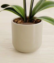 Load image into Gallery viewer, Sage Green stand:all
