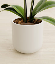 Load image into Gallery viewer, Cotton White stand:all
