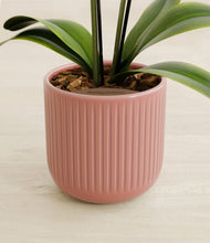 Load image into Gallery viewer, Striped Rose Pink stand:all
