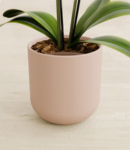 Load image into Gallery viewer, Sandy Pink stand:all
