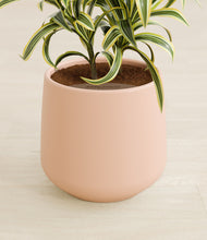 Load image into Gallery viewer, Gentle Pink stand:all
