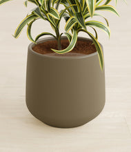 Load image into Gallery viewer, Olive stand:all
