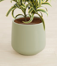 Load image into Gallery viewer, Turquoise stand:all
