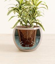 Load image into Gallery viewer, Desert Brown stand:all
