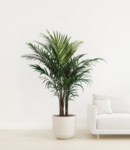 Load image into Gallery viewer, Natural Bamboo
