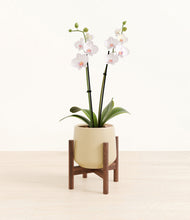 Load image into Gallery viewer, Almond Green stand:walnut
