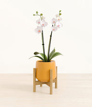 Load image into Gallery viewer, Mustard stand:bamboo
