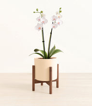 Load image into Gallery viewer, Cream stand:walnut
