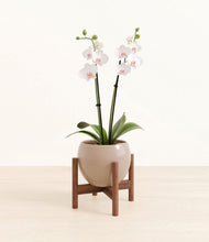 Load image into Gallery viewer, Desert Brown stand:walnut
