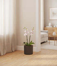 Load image into Gallery viewer, Dark Olive
