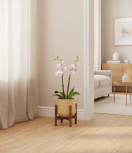 Load image into Gallery viewer, Almond Green stand:walnut
