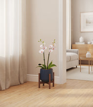 Load image into Gallery viewer, Deep Navy stand:walnut
