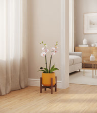 Load image into Gallery viewer, Mustard stand:walnut
