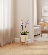 Load image into Gallery viewer, Cream stand:bamboo
