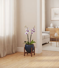 Load image into Gallery viewer, Deep Navy stand:walnut
