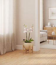 Load image into Gallery viewer, Shiny EggWhite stand:bamboo
