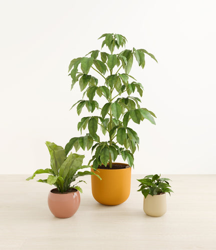 Evening Sky*****Profile