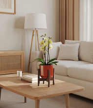 Load image into Gallery viewer, Glossy Red stand:walnut
