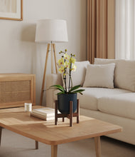 Load image into Gallery viewer, Iron Gray stand:walnut
