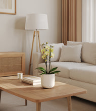 Load image into Gallery viewer, Natural Bamboo
