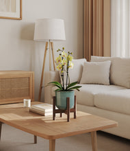 Load image into Gallery viewer, Reactive Aqua stand:walnut
