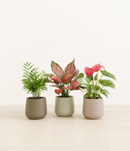 Load image into Gallery viewer, Earthy*****Profile
