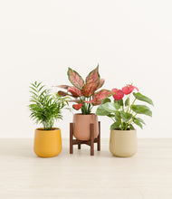 Load image into Gallery viewer, Evening Sky stand:one_stand
