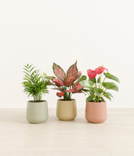 Load image into Gallery viewer, Lily Pad*****Profile
