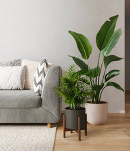 Load image into Gallery viewer, Olive Branch stand:one_stand
