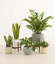 Load image into Gallery viewer, Enlightened Oasis
