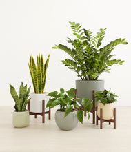 Load image into Gallery viewer, Enlightened Oasis
