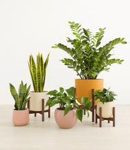 Load image into Gallery viewer, Enlightened Oasis
