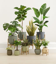 Load image into Gallery viewer, Earthy stand:six_stands
