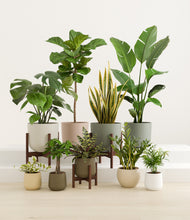 Load image into Gallery viewer, Woodland stand:three_stands
