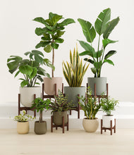 Load image into Gallery viewer, Woodland stand:six_stands
