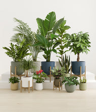 Load image into Gallery viewer, Earthy stand:five_stands
