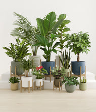 Load image into Gallery viewer, Earthy stand:nine_stands
