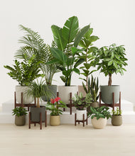 Load image into Gallery viewer, Woodland stand:five_stands
