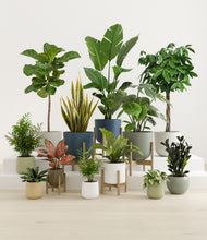 Load image into Gallery viewer, Earthy stand:five_stands
