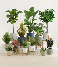 Load image into Gallery viewer, Earthy stand:nine_stands
