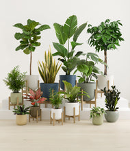 Load image into Gallery viewer, Earthy stand:nine_stands
