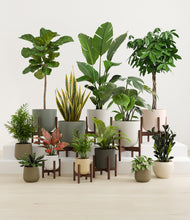 Load image into Gallery viewer, Woodland stand:nine_stands
