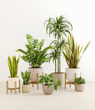 Load image into Gallery viewer, -
