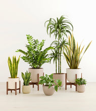 Load image into Gallery viewer, Sandy stand:three_stands
