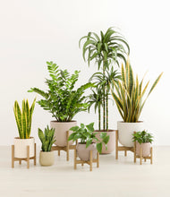 Load image into Gallery viewer, -
