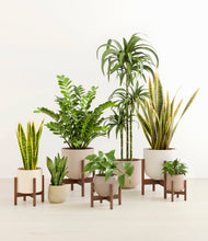 Load image into Gallery viewer, Sandy stand:five_stands
