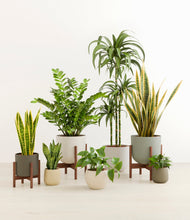 Load image into Gallery viewer, Woodland stand:three_stands
