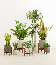 Load image into Gallery viewer, Woodland stand:five_stands
