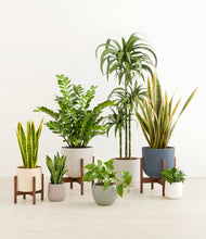 Load image into Gallery viewer, Soft Stone stand:three_stands
