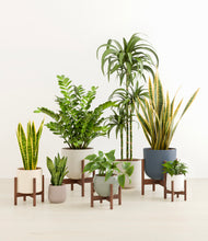 Load image into Gallery viewer, Soft Stone stand:five_stands
